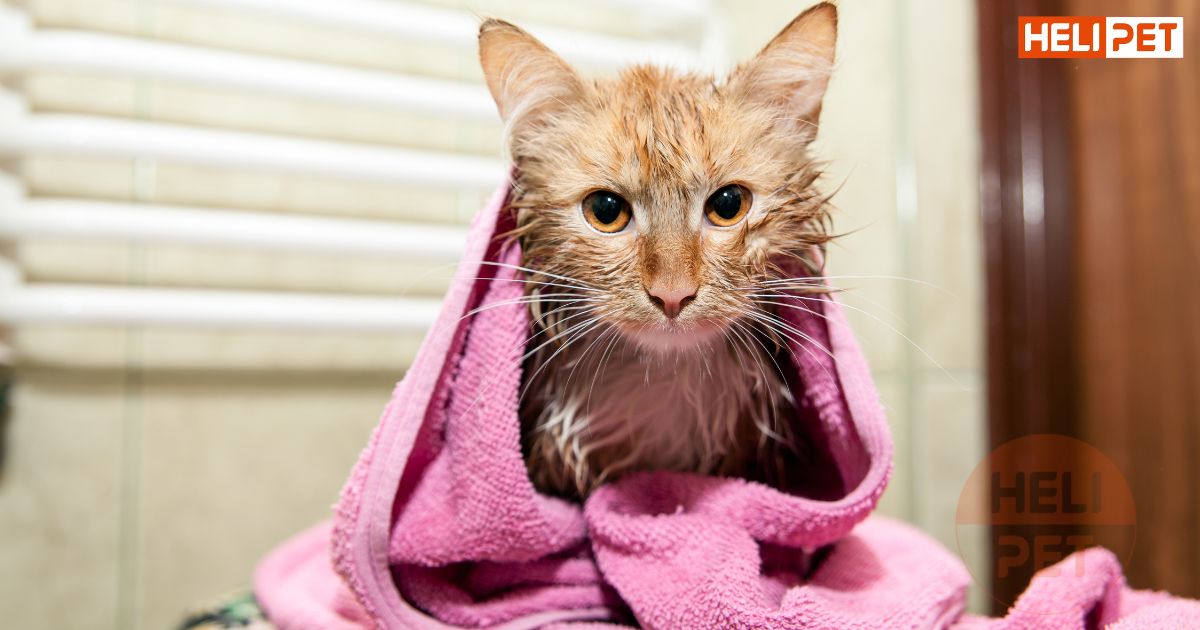 mèo tắm nước lạnh được không