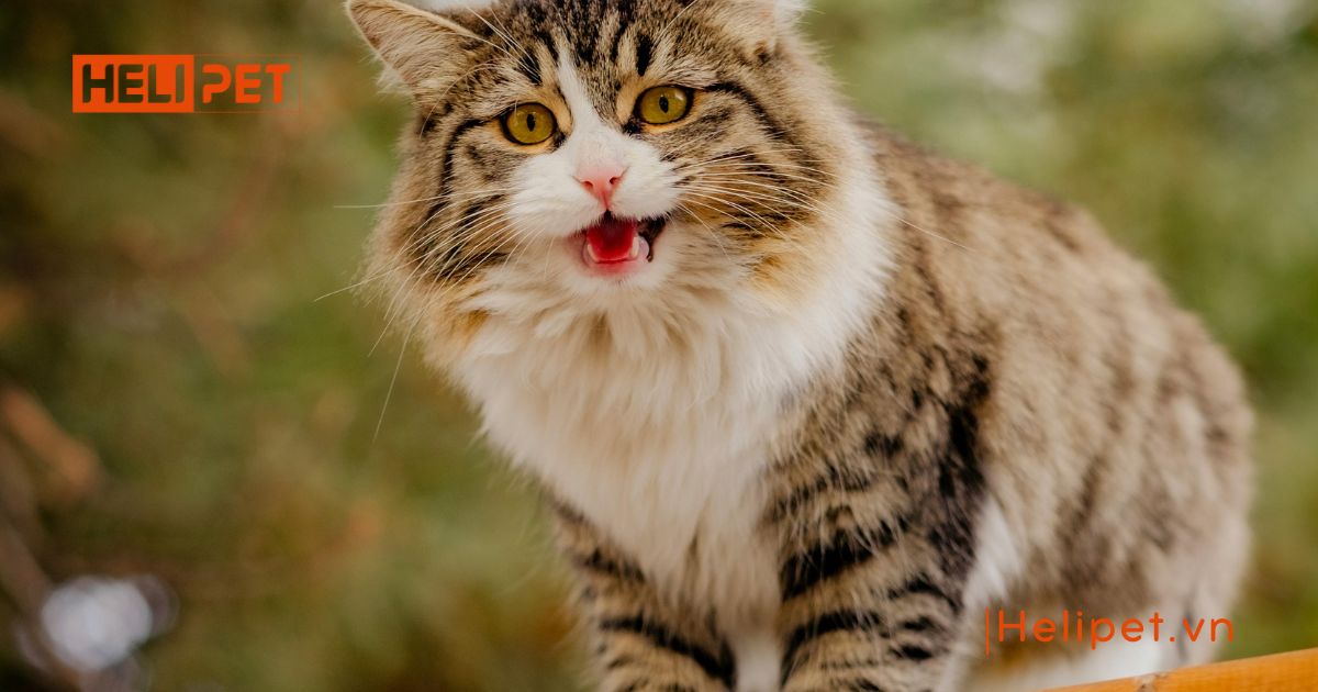 mèo triệt sản rồi vẫn gào đực