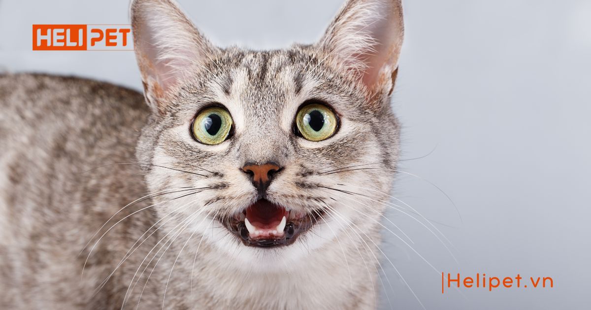 mèo triệt sản rồi vẫn gào đực