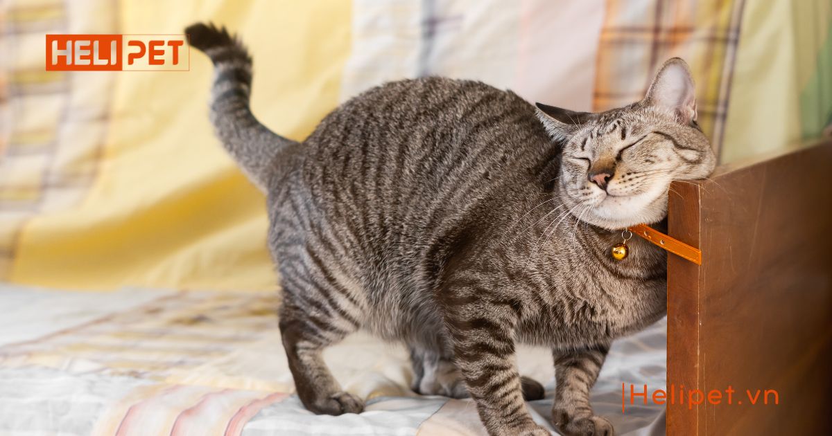 mèo triệt sản rồi vẫn gào đực