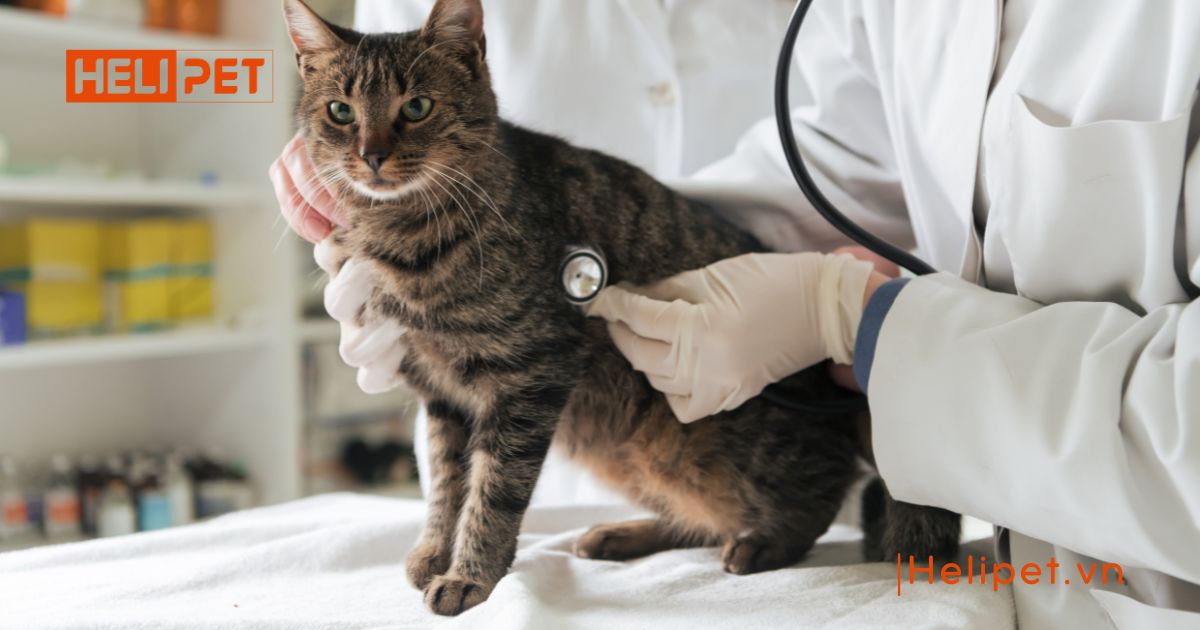 mèo triệt sản rồi vẫn gào đực