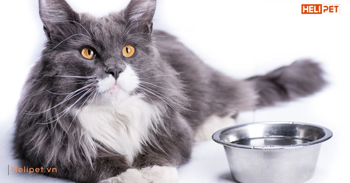 Mèo uống bao nhiêu nước là đủ