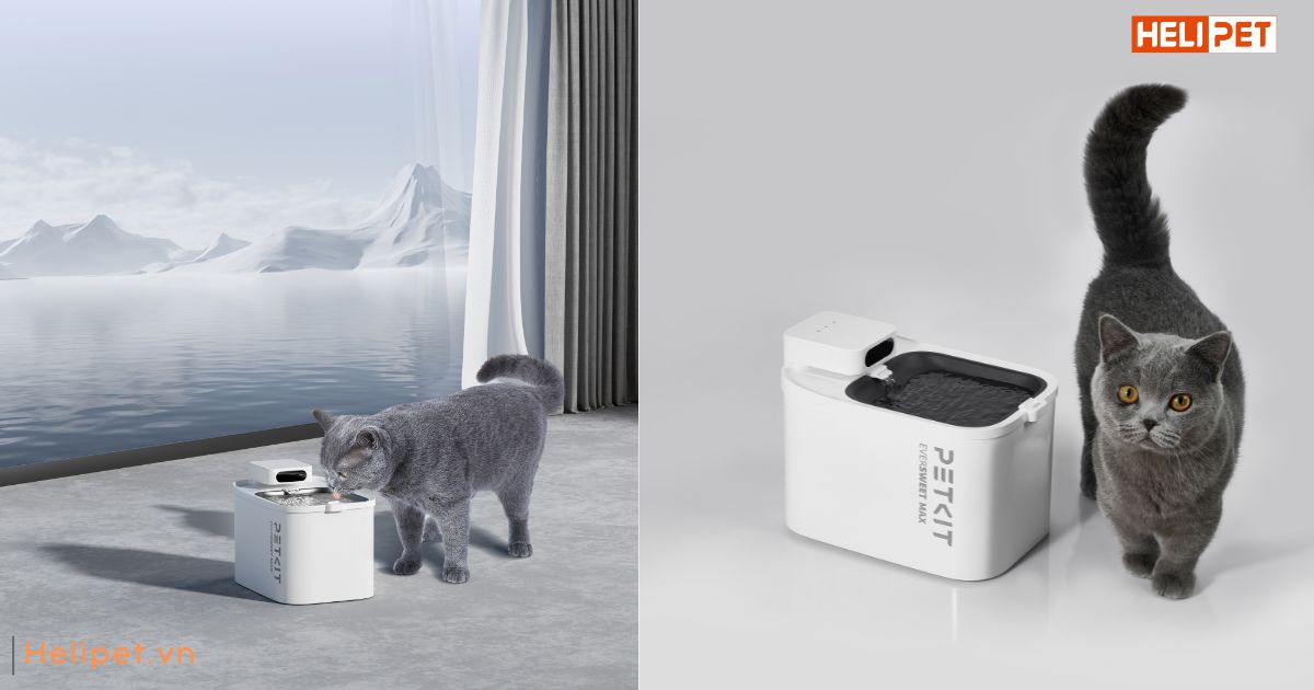 Mèo uống bao nhiêu nước là đủ