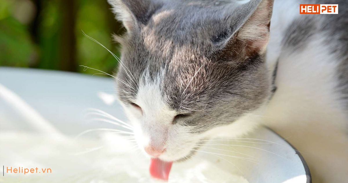 Mèo uống bao nhiêu nước là đủ