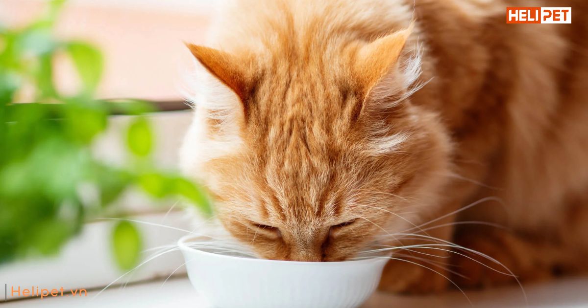 Mèo uống bao nhiêu nước là đủ