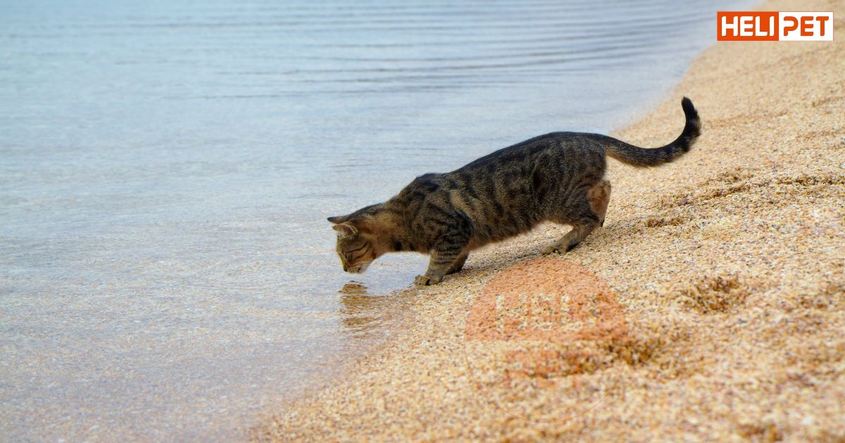 mèo uống nước lã có sao không