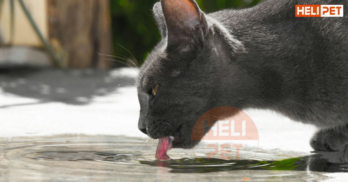mèo uống nước lã có sao không