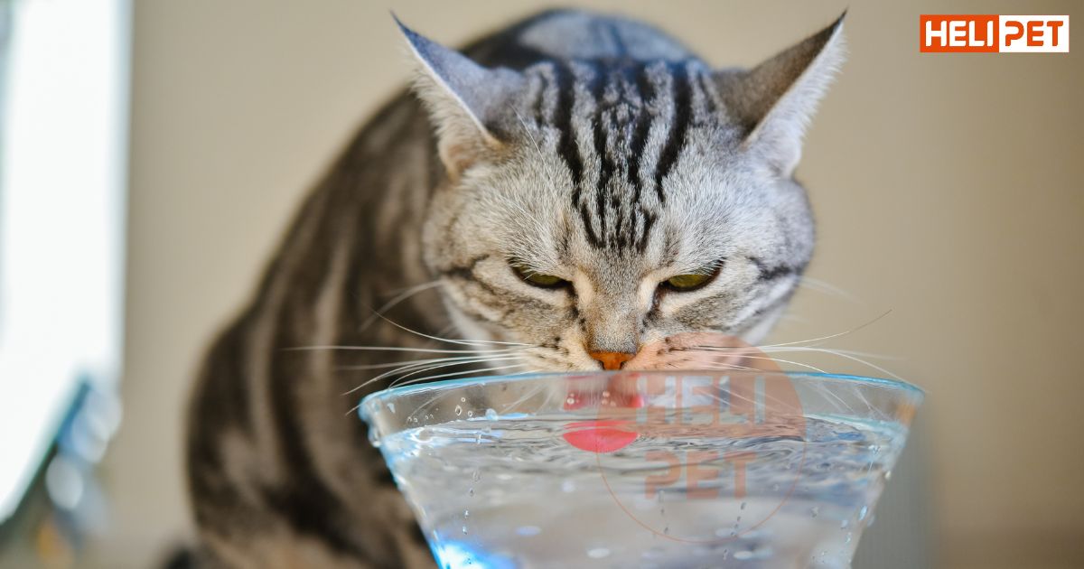 mèo uống nước lã có sao không