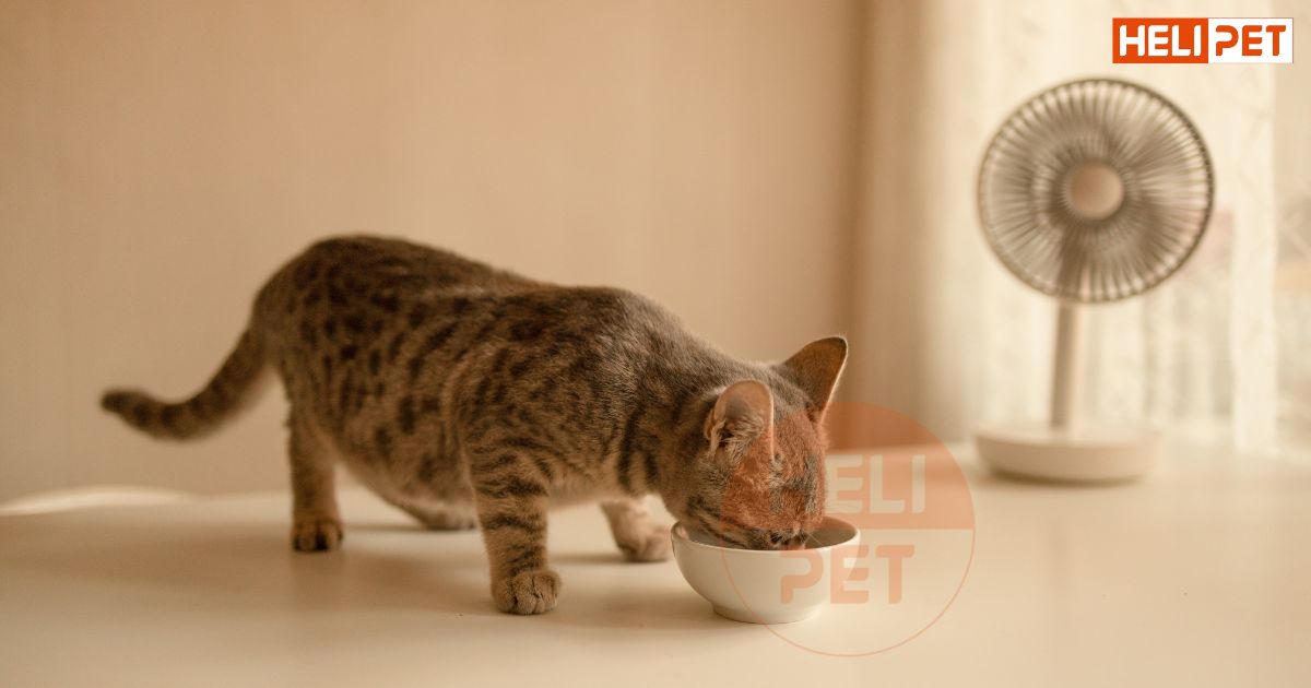 mèo uống nước lã có sao không