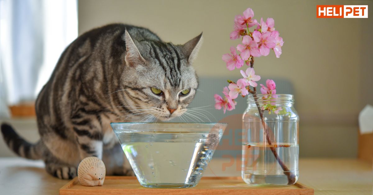 mèo uống nước nhiều