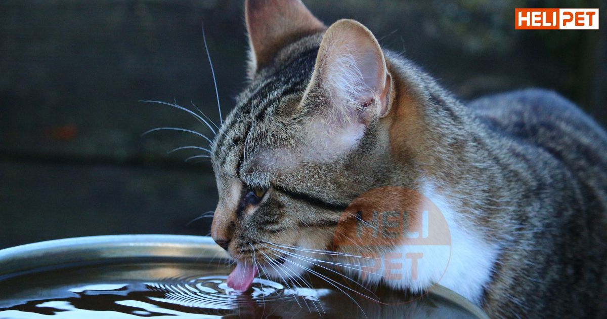 mèo uống nước nhiều