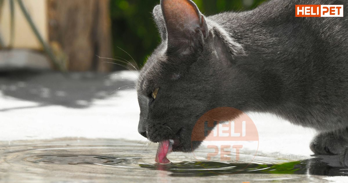 mèo uống nước nhiều