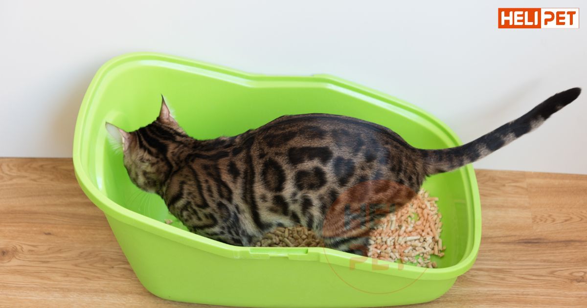 mèo uống nước nhiều