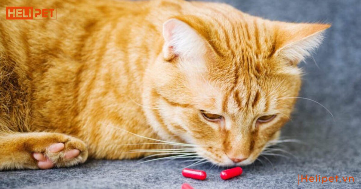 mèo uống thuốc tẩy giun bị nôn