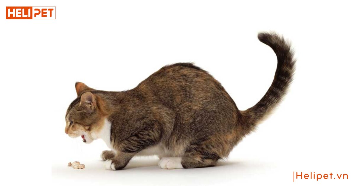 mèo uống thuốc tẩy giun bị nôn