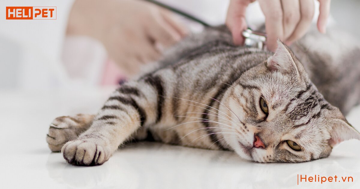 mèo uống thuốc tẩy giun bị nôn