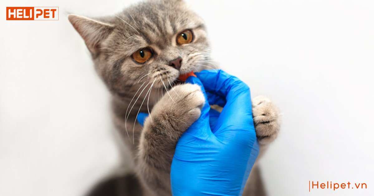 mèo uống thuốc tẩy giun bị nôn