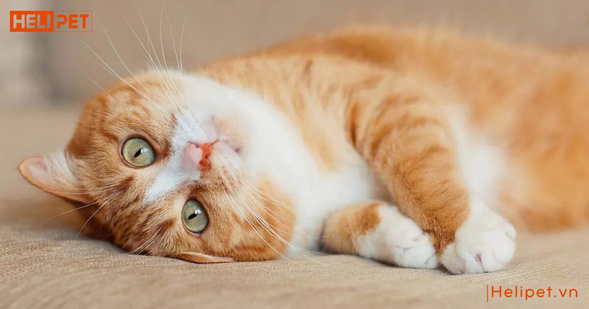 mèo uống thuốc tẩy giun bị nôn