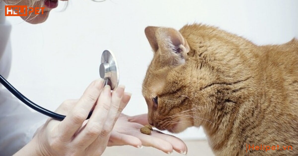 mèo uống thuốc tẩy giun bị nôn