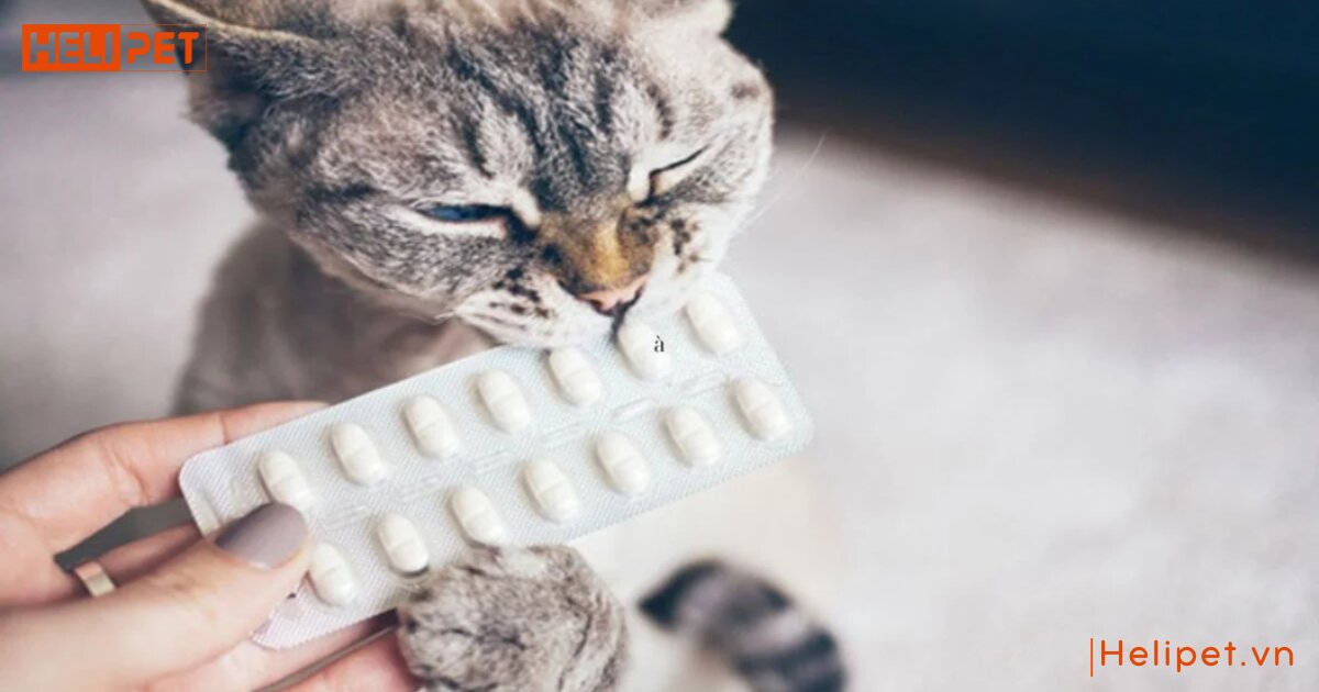 mèo uống thuốc tẩy giun bị nôn