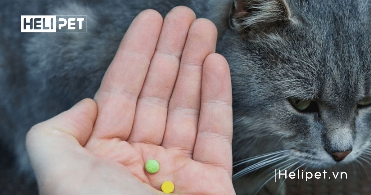 Mèo bị giun có lây sang người không