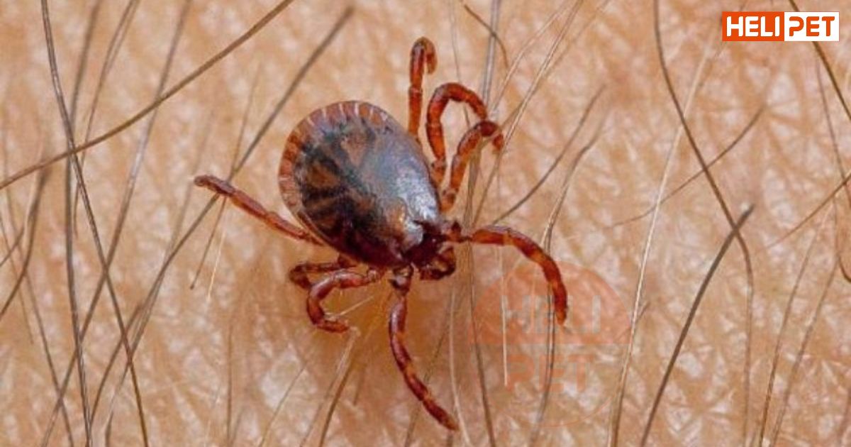 Mua thuốc trị ve chó ở đâu