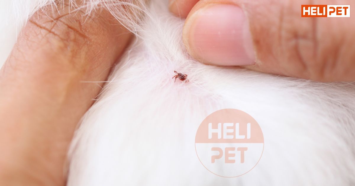 Mua thuốc trị ve chó ở đâu