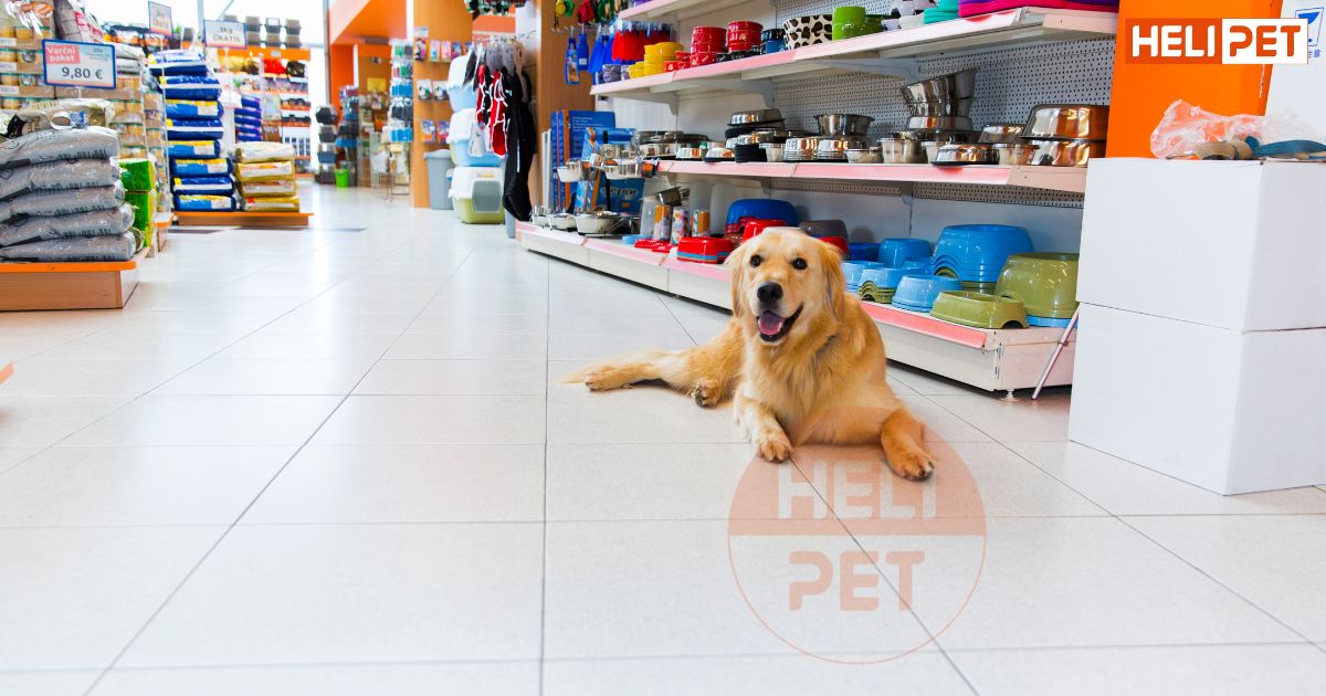 Mua thuốc trị ve chó ở đâu