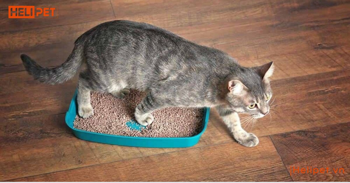 Nên dùng cát vệ sinh nào cho mèo để đảm bảo an toàn