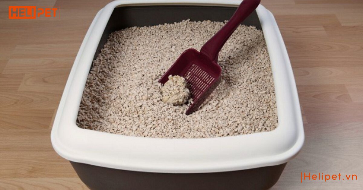 Nên dùng cát vệ sinh nào cho mèo để đảm bảo an toàn