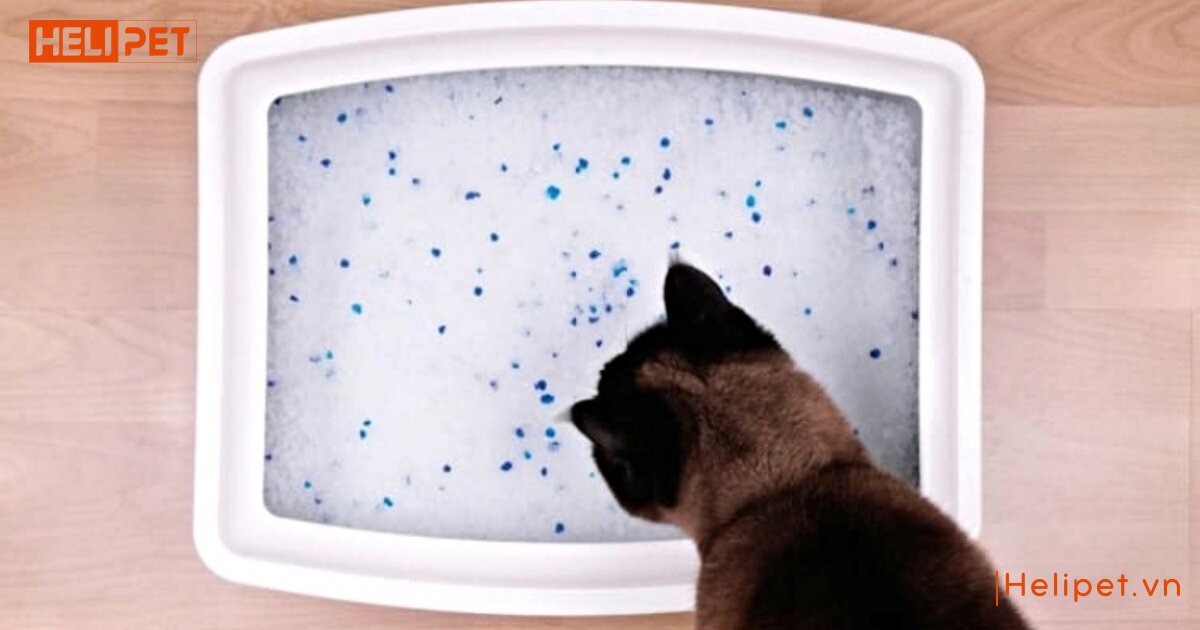 Nên dùng cát vệ sinh nào cho mèo để đảm bảo an toàn