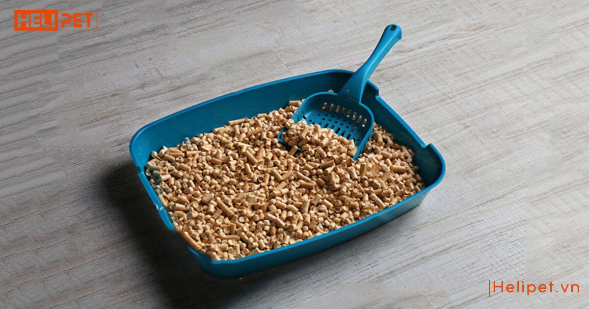 Nên dùng cát vệ sinh nào cho mèo để đảm bảo an toàn