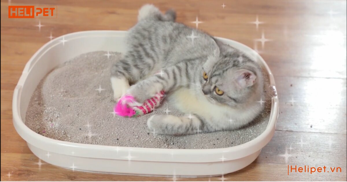 Nên dùng cát vệ sinh nào cho mèo để đảm bảo an toàn
