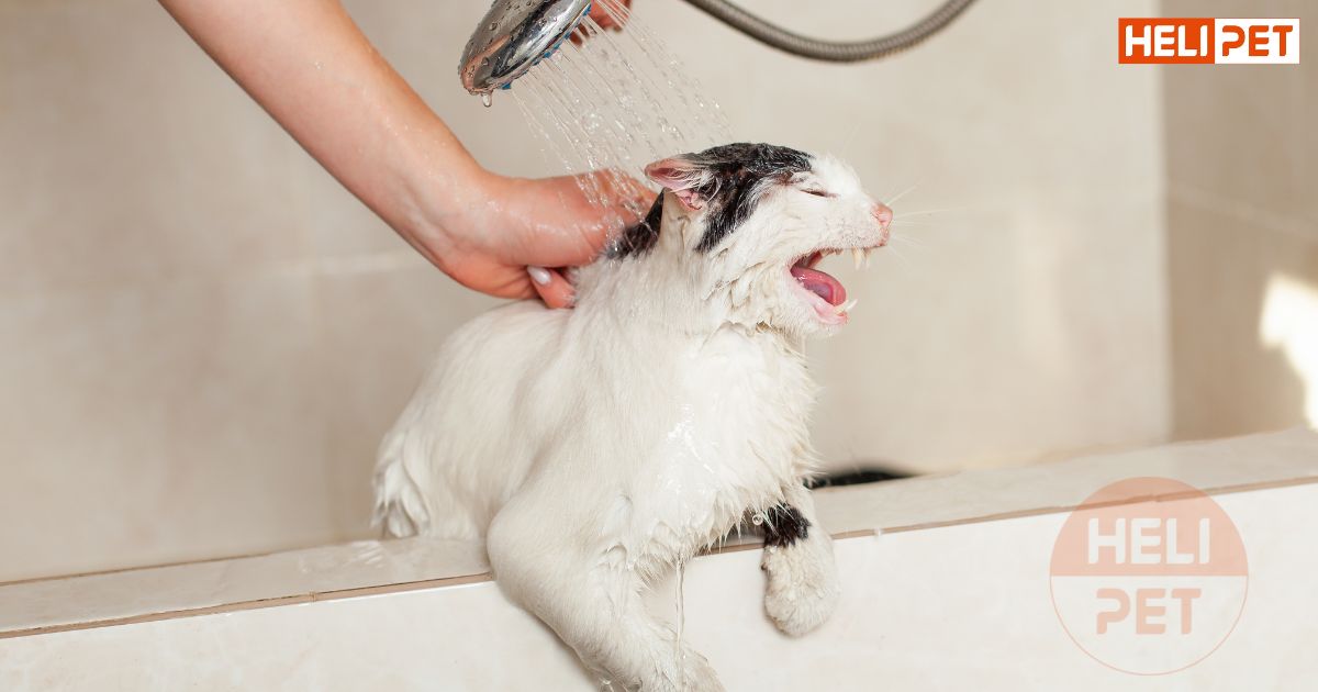 Nên tắm cho mèo vào giờ nào