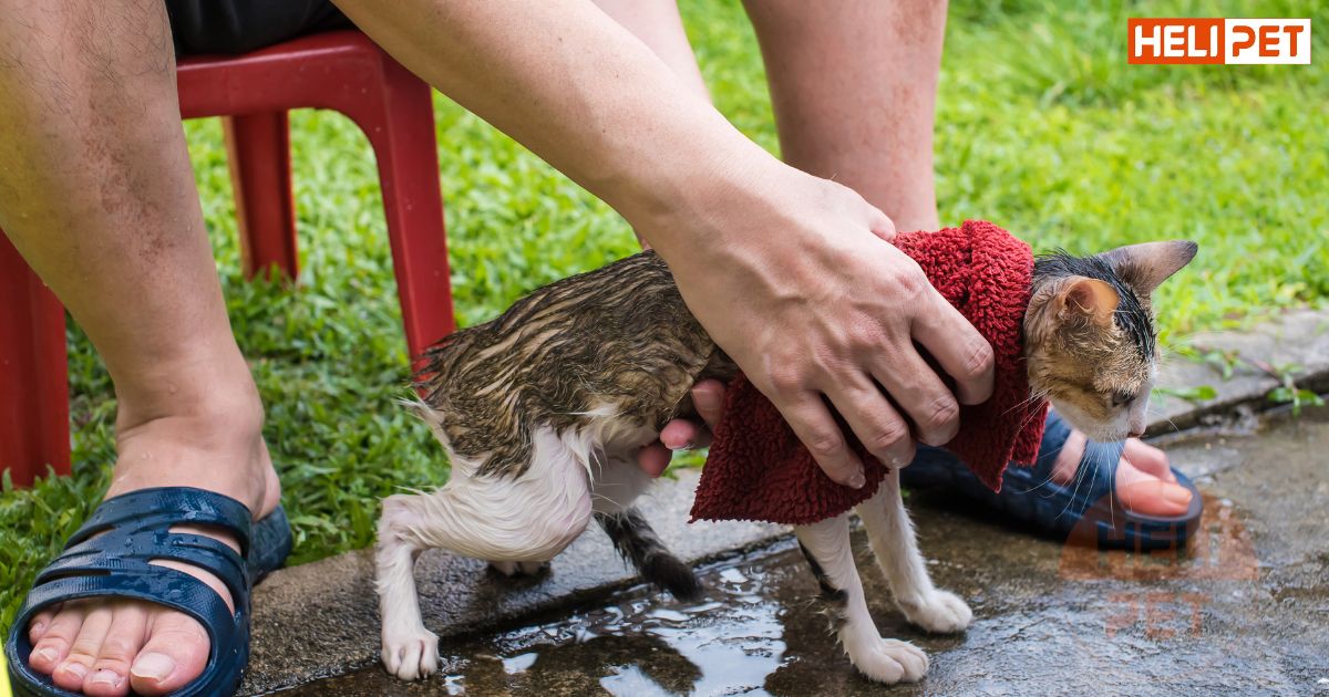 Nên tắm cho mèo vào giờ nào