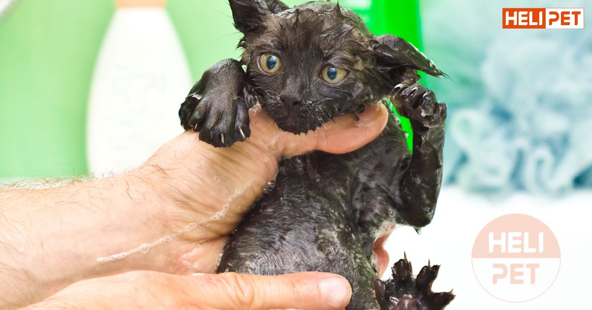 Nên tắm cho mèo vào giờ nào