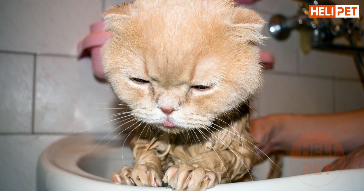 Nên tắm cho mèo vào giờ nào