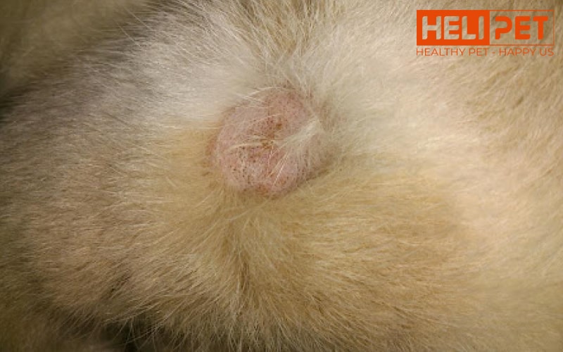 nguyên nhân mèo bị nấm