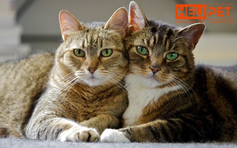 nguyên nhân mèo bị nấm