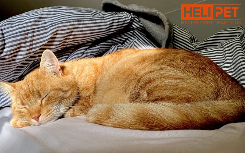 nguyên nhân mèo bị nấm