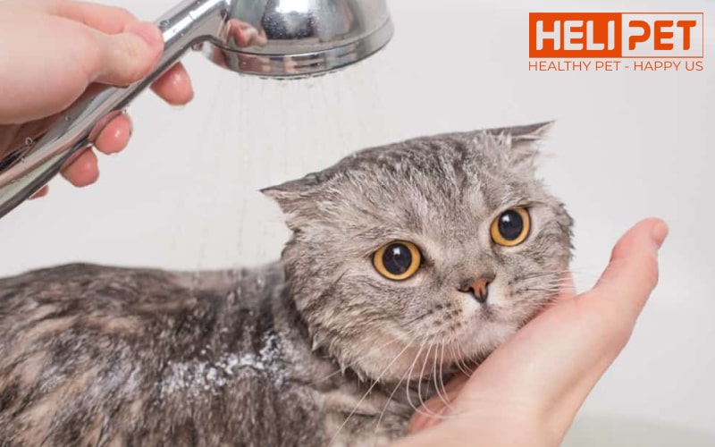 nguyên nhân mèo bị nấm