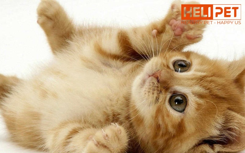 nguyên nhân mèo bị nấm