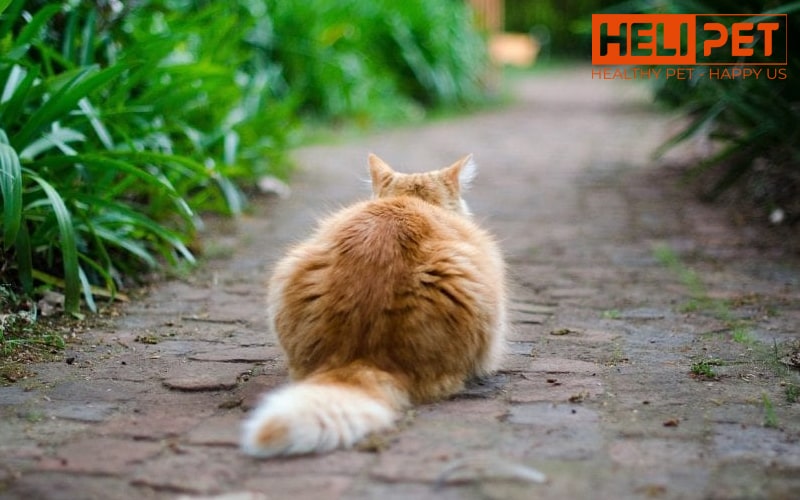 nguyên nhân mèo bị nấm