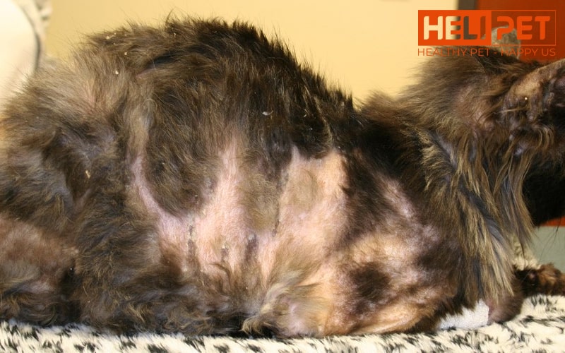 nguyên nhân mèo bị nấm