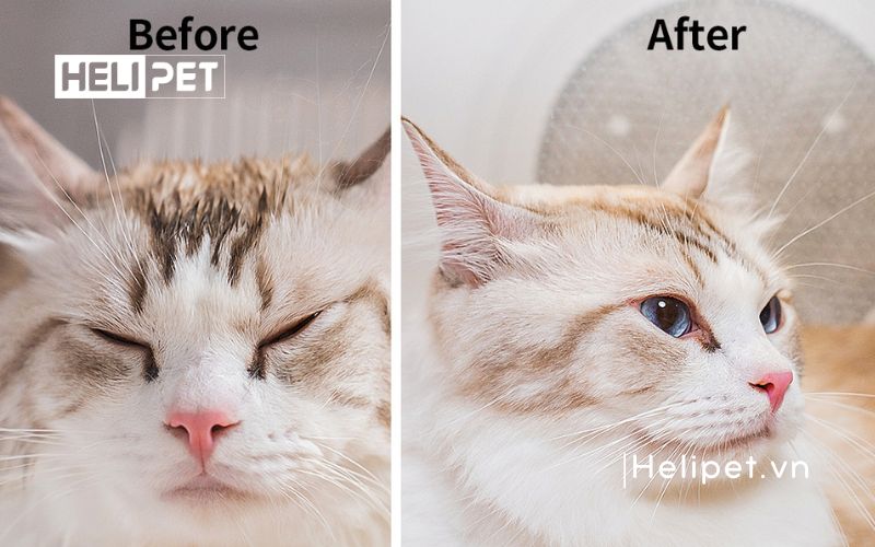 Lồng sấy lông chó mèo PETKIT AirSalon Max Pro Ozone