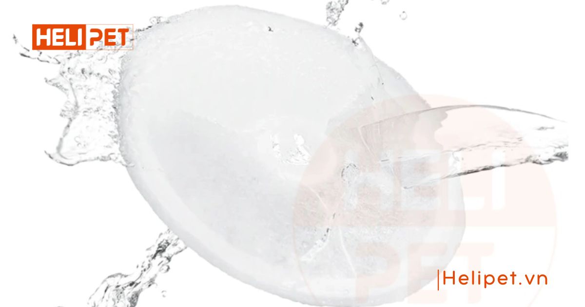 Phụ kiện chó mèo