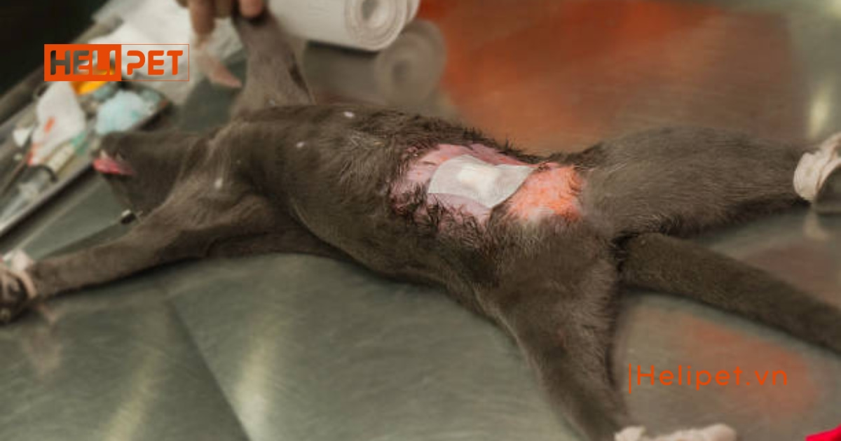 Quy trình triệt sản mèo cái chi tiết từ A-Z