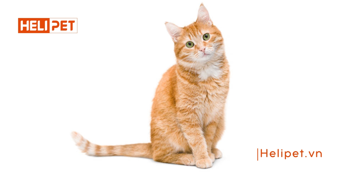 Quy trình triệt sản mèo cái chi tiết từ A-Z