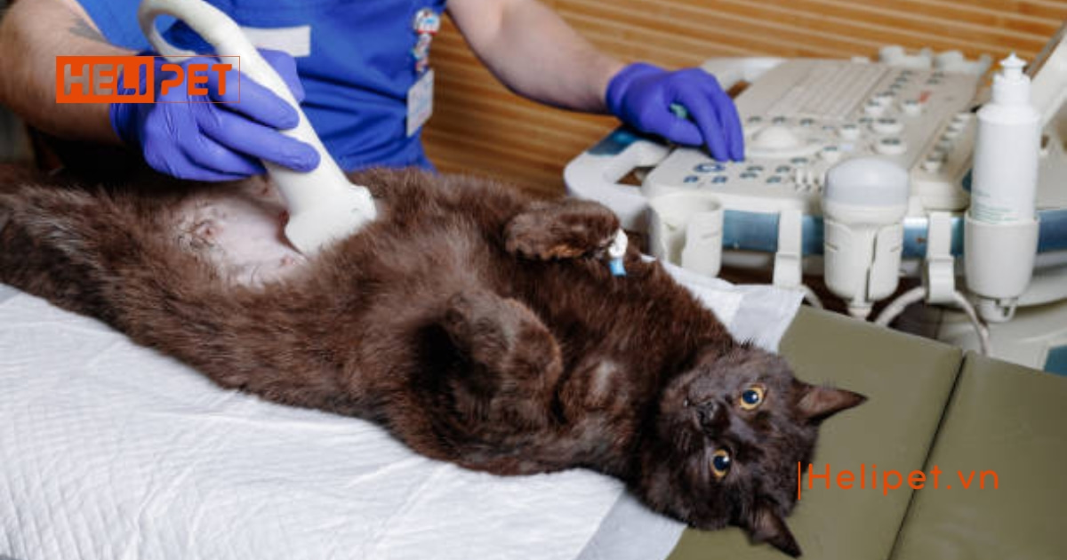 Quy trình triệt sản mèo cái chi tiết từ A-Z