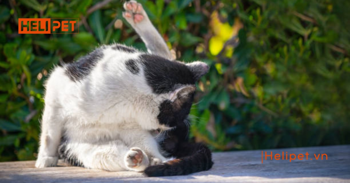 Quy trình triệt sản mèo cái chi tiết từ A-Z